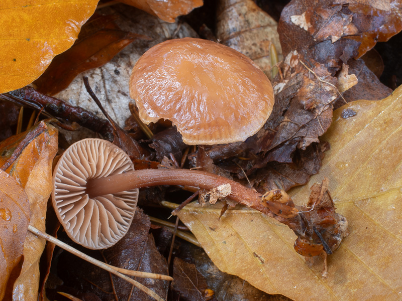 Gymnopus fagiphilus Gymnopus fagiphilus